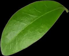 leaf